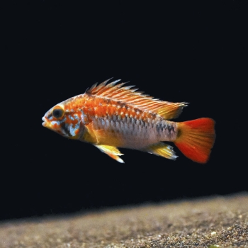 Villavicencio-Zwergbuntbarsch, Apistogramma macmasteri